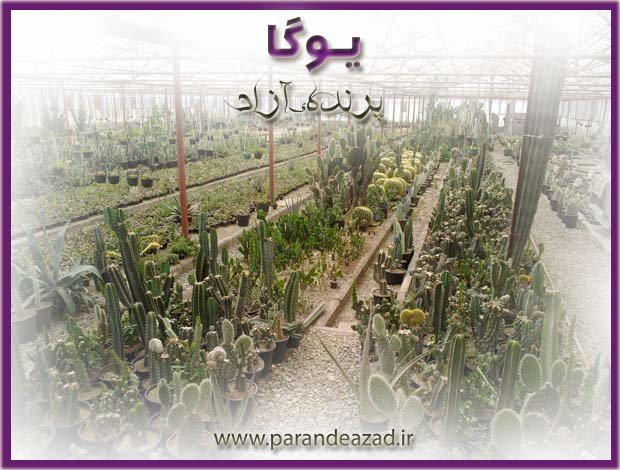 parandeazad yoga3